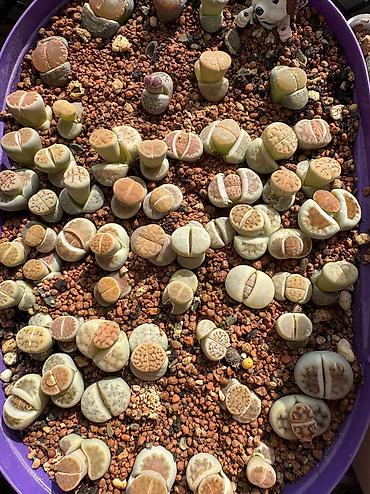 Другие комнатные растения: Продаю суккуленты — 8