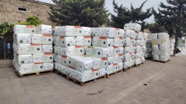 Tinglər: Məhsul: ting və kol bitkiləri (gül və meyvə ağacı tingləri) - Gül -da lalafo.az — 31 Tinglər: Məhsul: ting və kol bitkiləri (gül və meyvə ağacı tingləri) - Gül — 31