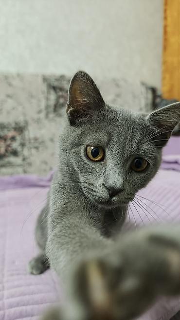 кошка шотланская: Шотландский прямоухий котёнок, окрас (серый). Плюшевая густая шерсть — 2