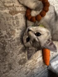 Вязка кошек: Мальчик шотландский скотиш страйт Окрас : белая шиншила Нужна девочка — 11