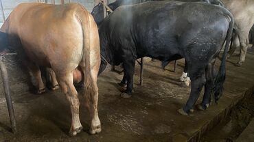 Коровы, быки: Продаю | Бык (самец) | Швицкая, Абердин-ангус | На откорм