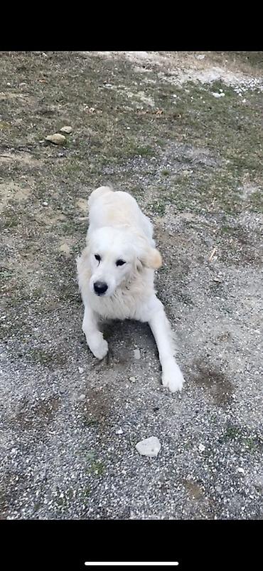 İtlər: Retriver temiz Ev itidir dil kamanda bilir oynamagi sevir remensiz — 4