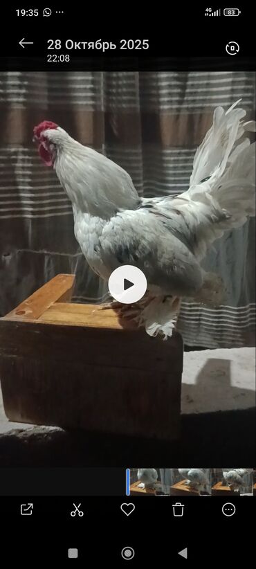 домик для кошки многоуровневый: Продаю молодого карликового петушка