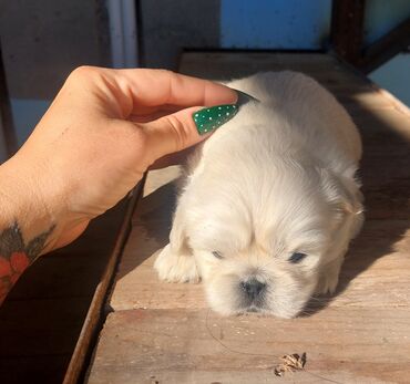 şirin it: Pekines, 1 ay, Dişi, Ünvandan götürmə