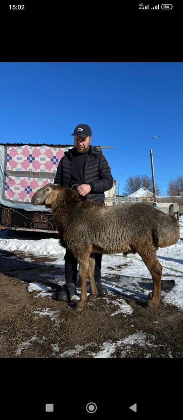 Бараны, овцы: Продаю | Баран (самец) | Гиссарская, Полукровка, Арашан | На забой, Для разведения | Племенные, Осеменитель