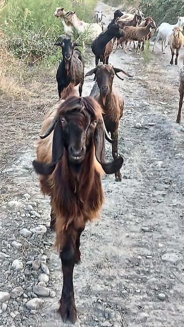 uzun tuk pişik: Dişi, il: 2, Damazlıq, Ünvandan götürmə — 1