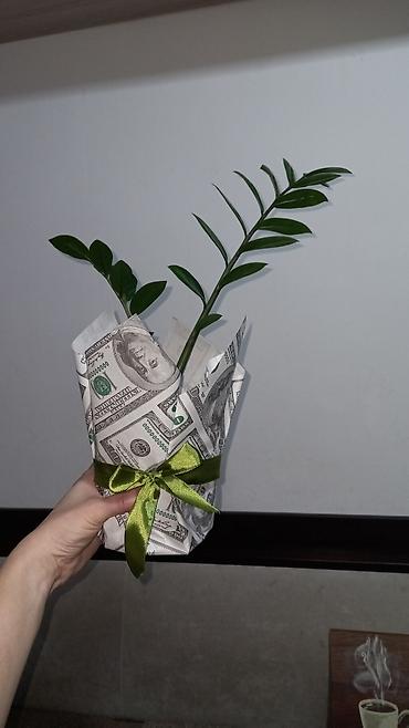 Хлорофитумы: Цветы комнатные для школ и детских садов: лимон дичка размер деревца — 5