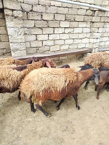 Qoyunlar, qoçlar: Satılır: Qoyun sürüsü - Növ: yerli xalı/xar (uzunquyruq, yağlı — 22