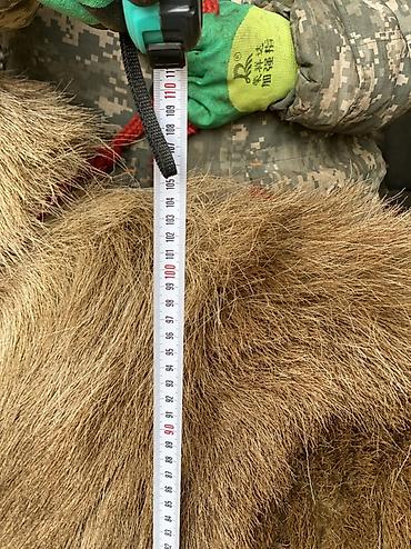 Баран, овца: Продаю | Баран (самец) | Для разведения | Племенные — 7