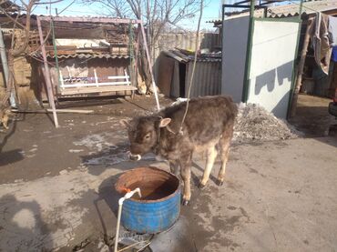 Коровы, быки: Продаю | Бык (самец) | Швицкая | Для разведения