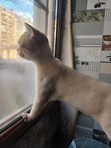 Pişiklər: Britan, Cütləşmə üçün — 7