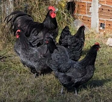 Pişiklər: Australorp Damazlıq.Qiymət Razılaşmaq Olar.Ləğv Edirəm İşlə Bağlı Ona