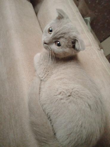 Pişiklər: Britan — 14