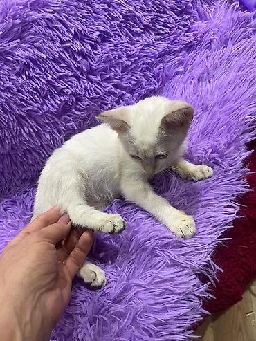 сиямский: Сиамская, 3 месяца, Девочка — 3