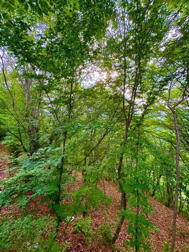 Günlük kirayə evlər: 35 kv. m, 1 otaqlı, Kanalizasiya, Su, İnternet — 10