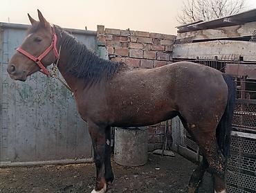 Лошади, кони: Продаю | Кобыла (самка) | На забой — 4