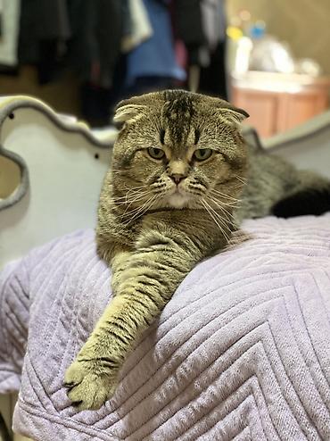 кошка шотландец: Вязка Кошка Полуторагодовалый кот породы шотландская вислоухая — 1