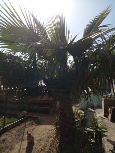 palma ağacı qiyməti: Razılaşma yolu ilə