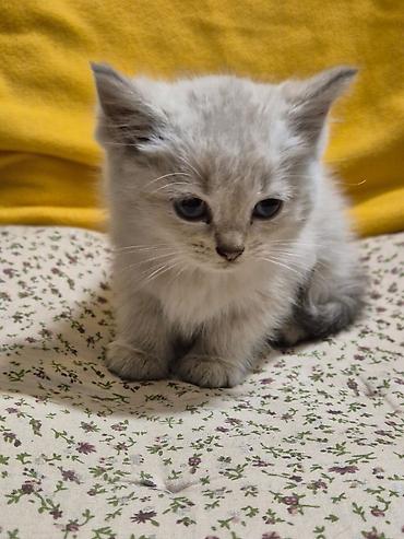 Үй жаныбарлары: Отдам даром котят — 2
