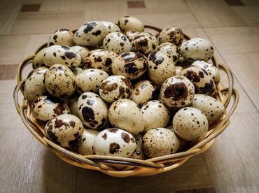 продаю семена люцерна: Продаются экологически чистые перепелиные яйца. оптом с доставкой по