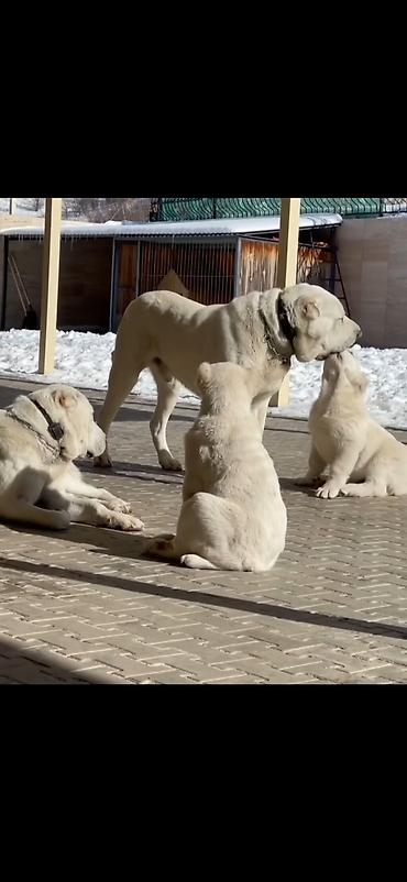 İtlər: Alabay — 3