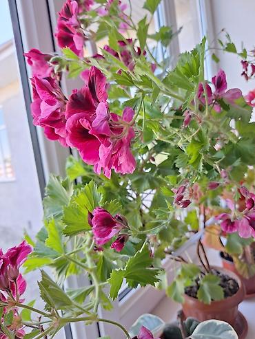 ПРОДАЕТСЯ КОМНАТНЫЕ ЦВЕТЫ 💐 НАХОДИМСЯ В ОШЕ — 5