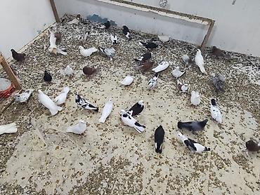 Digər heyvanlar: Satılır 4 manatdan hamsi tutulma heyvanlardir unvan Baki rayonlara — 1