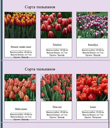 Цветы и букеты: ТЮЛЬПАНЫ ОПТОМ БИШКЕК — 7