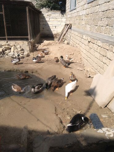 Ördəklər: Salam hamıya dalaşan yaşılbaş çöl. ördəyi satıram istəyən buyursun -da lalafo.az — 11 Ördəklər: Salam hamıya dalaşan yaşılbaş çöl. ördəyi satıram istəyən buyursun — 11