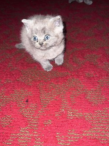 котята саванна купить: Скотиш Страйт (Шотландская прямоухая), 2 месяца, Девочка, Голубой — 2