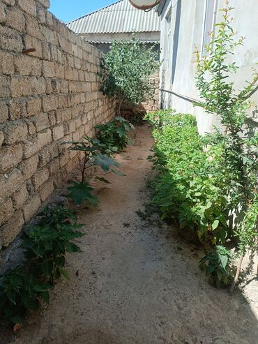 Həyət evləri və villaların satışı: 2 otaqlı həyət evi Təsvir: - Ayrı girişli kiçik həyət evi, dar — 3