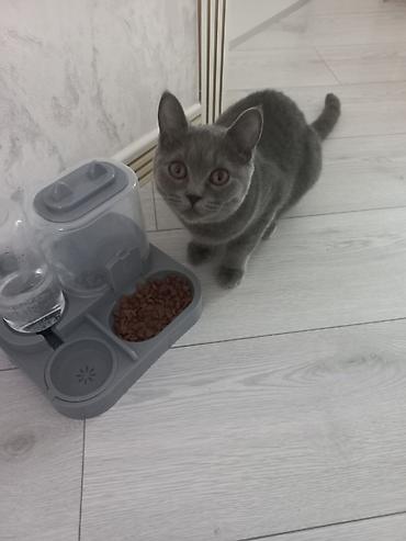 Pişiklər: Britan, Dişi, Yaxşı əllərə, Ünvandan götürmə — 12