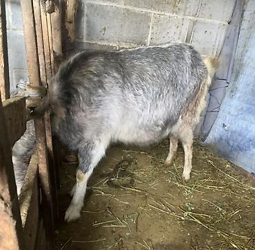 Козы, козлы: Продаю | Коза (самка) | Полукровка | Для разведения | Котные — 1