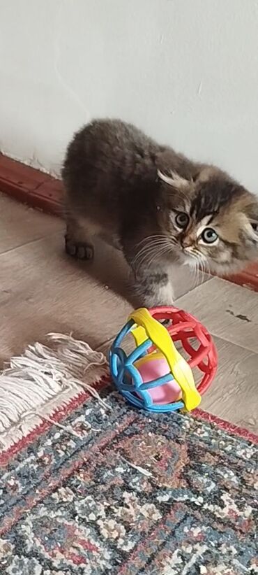шотландский кот: Скотиш Фолд (Шотландская вислоухая), 3 месяца, Мальчик, Приучена к лотку, Проглистована