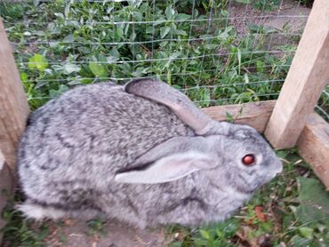 чөп сатам: Кролик Продаются породистый уже почти 5,5месяцев мальчик