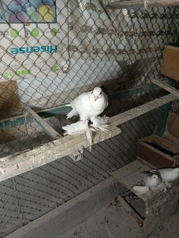 кошки токмок: Предлагаются к продаже два молодых пискуна. Эти голуби отличаются
