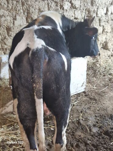 Dana, buzov: Satlıq: qaramal – erkək buzov/ dana - Növ: ətlik istiqamətli qarışıq — 11