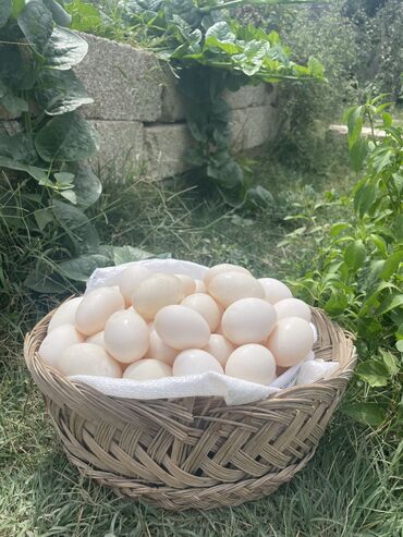 Ördək yumurtası, biri -0,40 10 dən