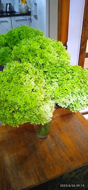 Гортензия: Саженцы Самовывоз — 14