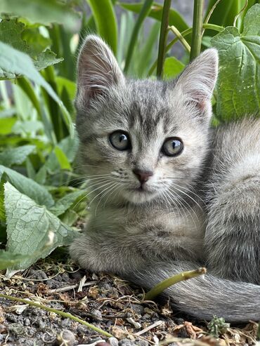 кошка серая: Кошка даром: Сиамская, 2 месяца, Мальчик