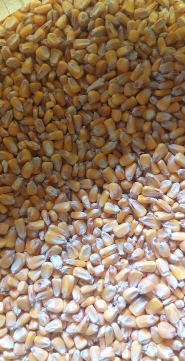 канадский ячмень: Продаю кукурузу (стекляшка) осталось 16-18 тонн сухая хранилась в