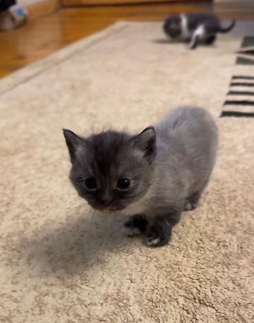 Pişiklər: Britan — 8