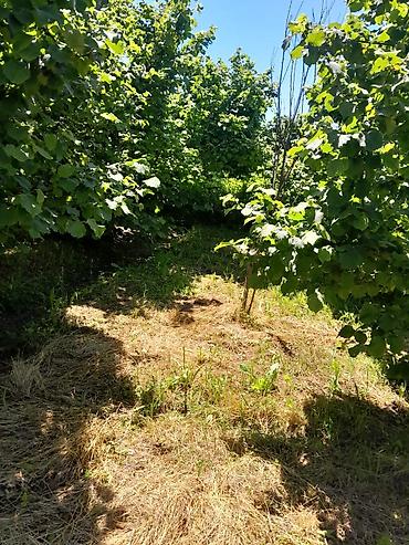 çeşqa satışı: 5 otaqlı, 8 kv. m, Kredit yoxdur, Təmirsiz — 8
