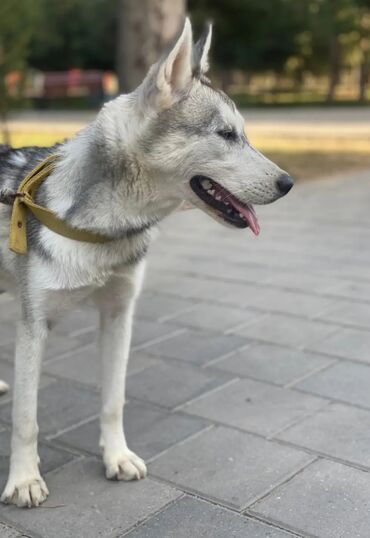 allah butun balalari qorusun: Xaski, 7 ay, Dişi