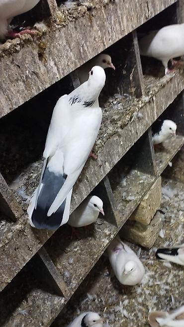 pişik balaca: Məhsul: Göy zərli “köhnə boynu” ağ göyərçinlər Təsvir: - Rəng: Qar — 2