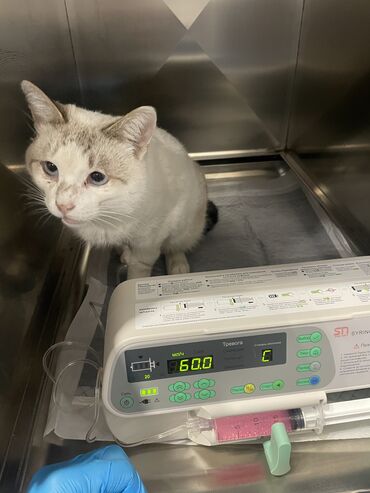 Услуги ветеринара: Ветеринарная клиника 🐱🐶🐏 Лечение домашних животных 🩹🩺 - Хирургическое — 2