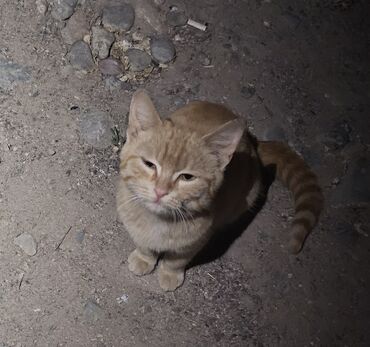 Отдам даром кошку: 4 месяца, Мальчик