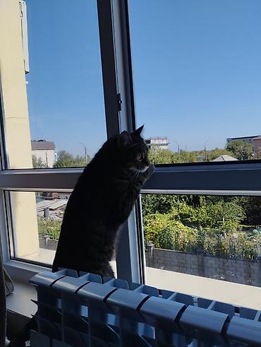 рыжая кошка: Кошка даром: Беспородная, 5 лет, Девочка, Кастрирована, Приучена к лотку, Проглистована — 1