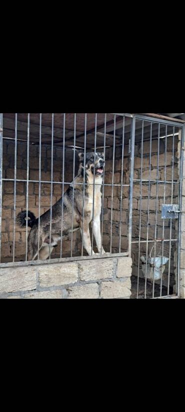 qoyun itleri bakida satisi: Alabay, 3 il, Erkek, Peyvəndli, Ünvandan götürmə