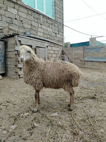 Qoyunlar, qoçlar: Razilasmaq olar — 3